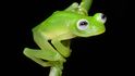 10 nejúchvatnějších druhů žab