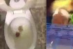 Hrůzné video: „S*ru na tvýho křečka,“ napsal muž pod záběry, na kterých splachuje do záchodu domácího miláčka svojí nevěrné přítelkyně.