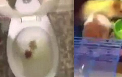 Hrůzné video: „S*ru na tvýho křečka,“ napsal muž pod záběry, na kterých splachuje do záchodu domácího miláčka svojí nevěrné přítelkyně