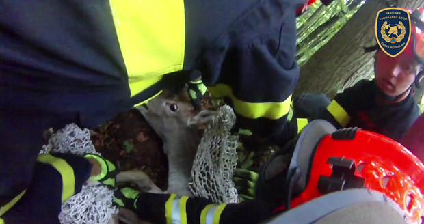 Neklidné zvíře se zmítalo, tři hasiči měli co dělat, aby jej při vyprošťování udrželi.