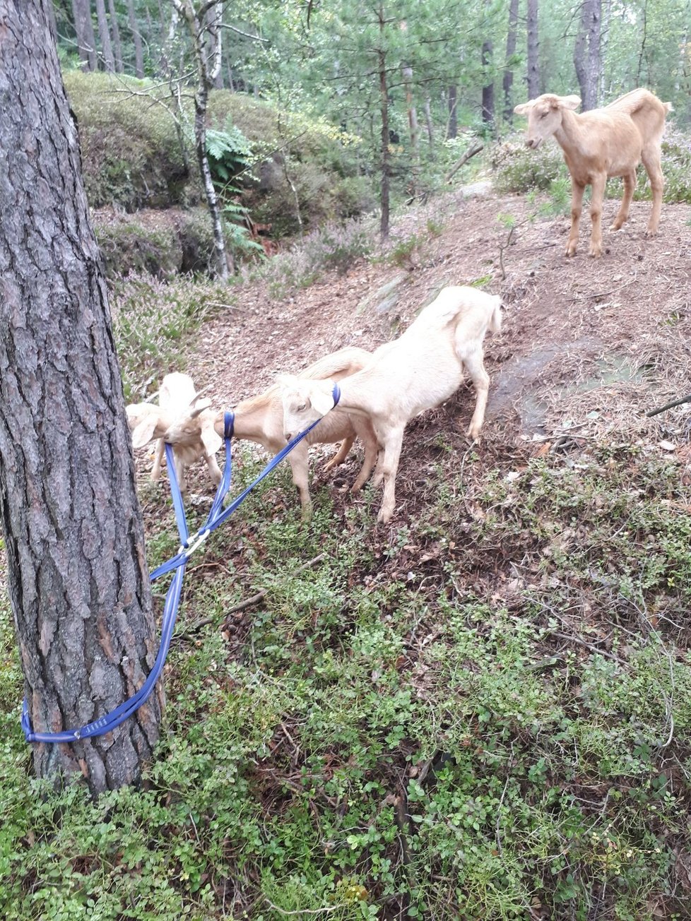 Záchrana kůzlat v Libereckém kraji.