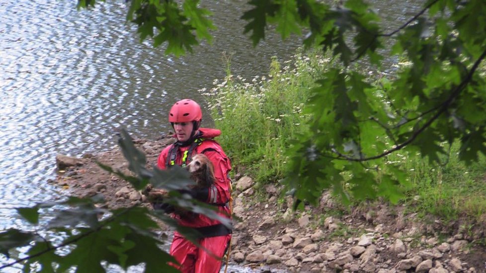 Pražští hasiči zachraňovali pejska z ostrůvku rybníku Aloisov na Černém Mostě. Na ostrůvek kokršpaněl doplaval, zpátky už se ale zdráhal.