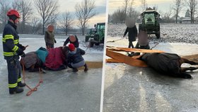 Dramatická záchrana na Pardubicku: Kůň uklouzl na ledu, pomoc mu museli hasiči!