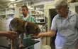 Bárt putoval rovnou na veterinu