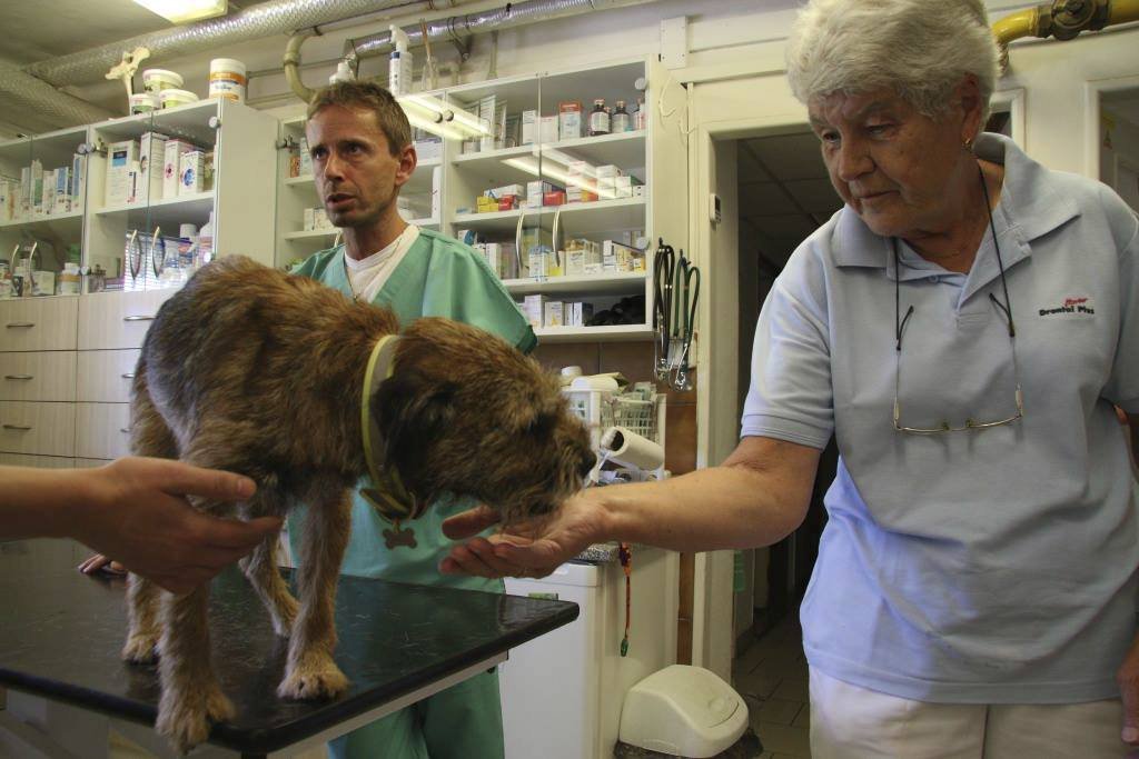 Bárt putoval rovnou na veterinu