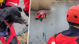 Hasiči na Ostravsku zachránili promrzlého pejska: Uvízl uprostřed rybníka! 