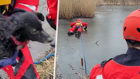 Hasiči v Orlové v sobotu ráno zachránili malého psa, který uvízl na zamrzlém ostrůvku.