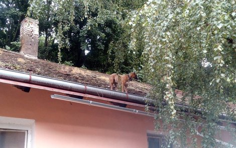 Fenka stála na střeše a zoufale vyhlížela pomoc.