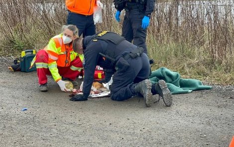 Přestože hasiči i záchranáři se pokoušeli fenku dlouhé minuty oživovat, už jí nebylo pomoci.