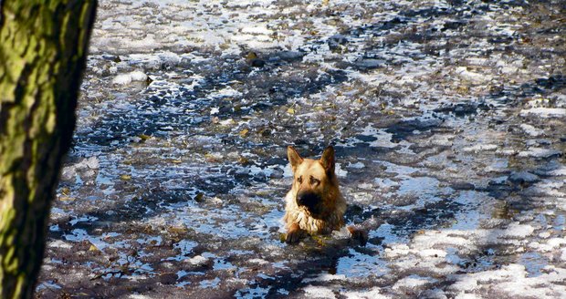 Pes byl podle majitelky v ledové vodě nejméně dvě hodiny