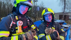 Záchrana člověka a zvířat v Rychnově