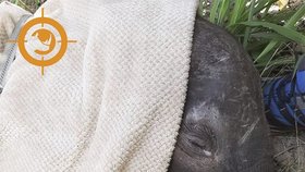 V mosambickém parku zachránili zbědované osamocené slůně