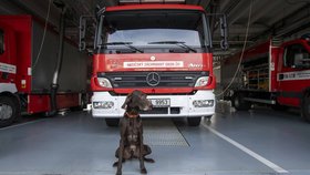 Ohař Darren zasahoval v Bejrútu i Turecku, nyní odchází do psího důchodu.