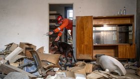 Ohař Darren zasahoval v Bejrútu i Turecku, nyní odchází do psího důchodu.