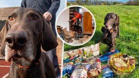 Ohař Darren zasahoval v Bejrútu i Turecku, nyní odchází do psího důchodu.