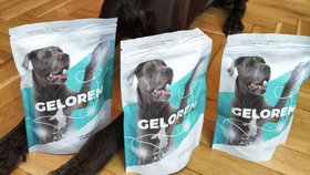 Ohař Darren zasahoval v Bejrútu i Turecku, nyní odchází do psího důchodu.