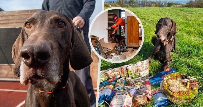 Ohař Darren zasahoval v Bejrútu i Turecku, nyní odchází do psího důchodu.