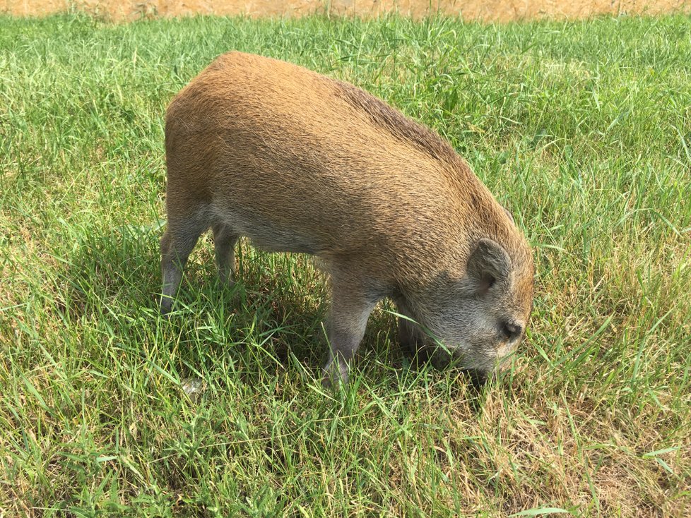 Útulkům a záchranným stanicím dochází peníze: Přece ta zvířata nenecháme uhynout!