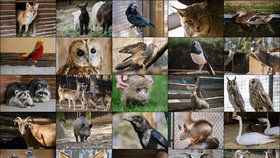 Zvířata, o které se stará záchranná stanice v pražských Jinonicích.