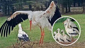 Uhynul nejslavnější čáp Česka Honzík.