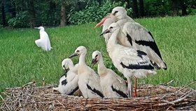 Honzík vychoval s partnerkami desítky potomků.