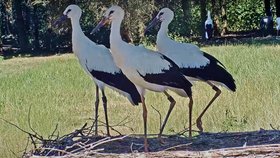 Karel, Josef a Helenka původem z Rychnova nad Kněžnou. Vychovali je adoptivní rodiče Honzík a Johanka.