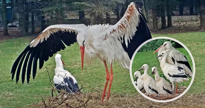 Uhynul nejslavnější čáp Česka Honzík.