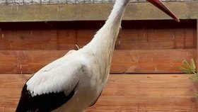 Čáp Josef z Rychnova se chystá na druhou šanci.