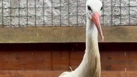 Čáp Josef z Rychnova se chystá na druhou šanci.