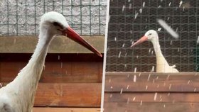 Čáp Josef z Rychnova se chystá na druhou šanci.