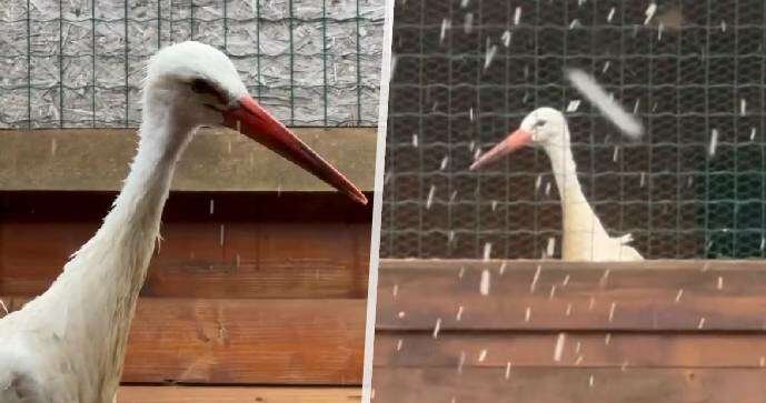 Čáp Josef z Rychnova se chystá na druhou šanci.