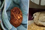 Záchranná stanice pro volně žijících živočichy v pražských Jinonicích přijala už na začátku února první mláďata divoce žijících zvířat. (8. února 2022)
