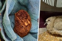 150 zraněných labutí ročně i mufloni s polámanýma nohama: Jak o zvířata pečuje záchranná stanice?