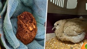 150 zraněných labutí ročně i mufloni s polámanýma nohama: Jak o zvířata pečuje záchranná stanice?