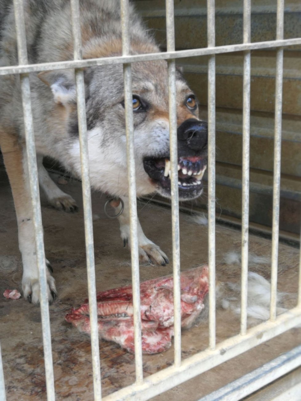 Desetiletý Ares je prvním ČS vlčákem, kterého Vojtěch &#34;adoptoval&#34;. Trpké zkušenosti si nese s sebou, potravu si hájí doslova s vyceněnými zuby.