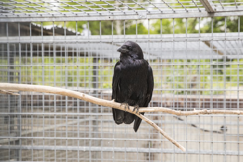 Kromě drobného ptactva, jako jsou holubi, sýkory nebo pěnkavy, se paní Přibylová stará i třeba o pávy nebo dokonce o krkavce.