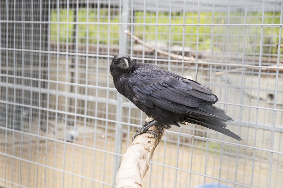 Kromě drobného ptactva jako jsou holubi, sýkory nebo pěnkavy, se paní Přibylová stará i třeba o pávy nebo dokonce o krkavce. Ti jsou sice ochočení, nedůvěřují ale kdekomu.