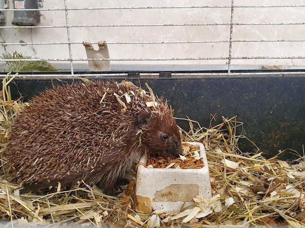 Věra Aladzasová-Přibylová se ve své záchranné stanici nedaleko vlakového nádraží Praha-Libeň stará prakticky o všechna zvířata bez výjimky. Ať už se jedná o opeřence, ježky, králíky. Jenomže zatímco pacientů má stále dost a dost, ubývá jí kvůli koronaviru možností, jak se o ně starat a jak je krmit.