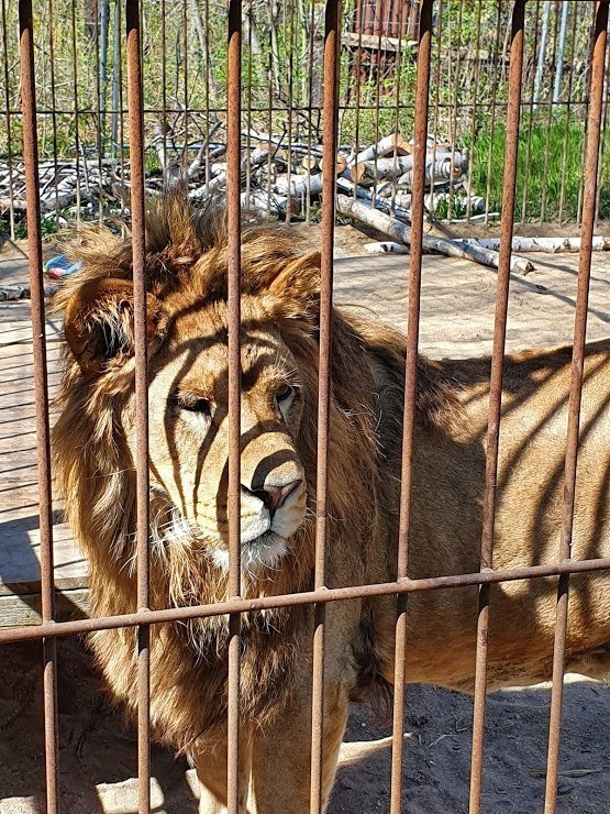 Mezi desítkami nejrůznějších holubů, ježků, králíků, sov nebo kachen má dominantní postavení lví samec Leon, který odmala vyrůstal v lidském prostředí. Péči o něj převzala Věra Přibylová po chovateli šelem.