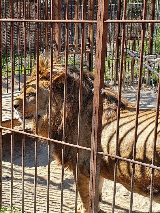 Věra Aladzasová - Přibylová se ve své záchranné stanici nedaleko vlakového nádraží Praha-Libeň stará prakticky o všechna zvířata bez výjimky. Ať už se jedná o opeřence, ježky, králiky. Jenomže zatímco pacientů má stále dost a dost, ubývá jí kvůli koronaviru možností, jak se o ně starat a jak je krmit.