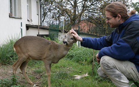 Srneček Fuffy právě shodil parohy a zvyká si na změnu. Na snímku s Tadeášem Skopalem.