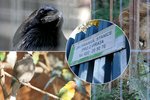 Ve Vysočanech je Záchranná stanice pro divoká a exotická zvířata, která se teď potýká s nedostatkem peněz.