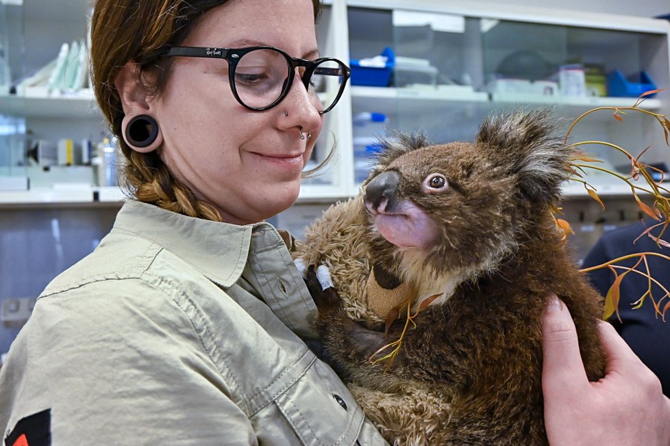 O poraněné koaly se stará také chovatelka pražské zoo Kateřina Seemannová.