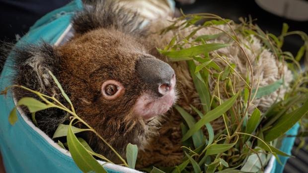 Mládě samečka Micky je v péči ošetřovatelů a veterinářů v záchranné stanici Healesville Sanctuary ve státě Victoria.