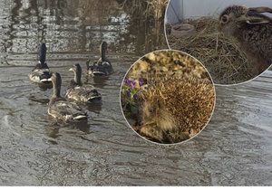 Záchranná stanice vypustila po zimě své zvířecí pacienty. Ježka si můžete domů vzít i vy.