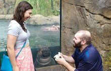Na žádost o ruku v zoo dohlížela hrošice Fiona