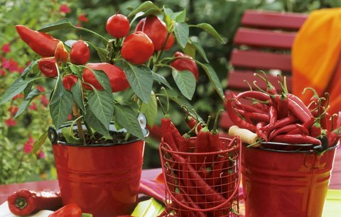 6 tipů pro dokonalou letní zahradu