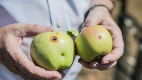 Jak se bránit škůdcům jabloní vám prozradí přímo odborník na rostlinolékařství.