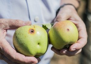 Jak se bránit škůdcům jabloní vám prozradí přímo odborník na rostlinolékařství.