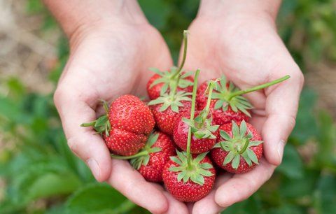 Červená dieta: Jezte hlavně jahody, rajčata a melouny